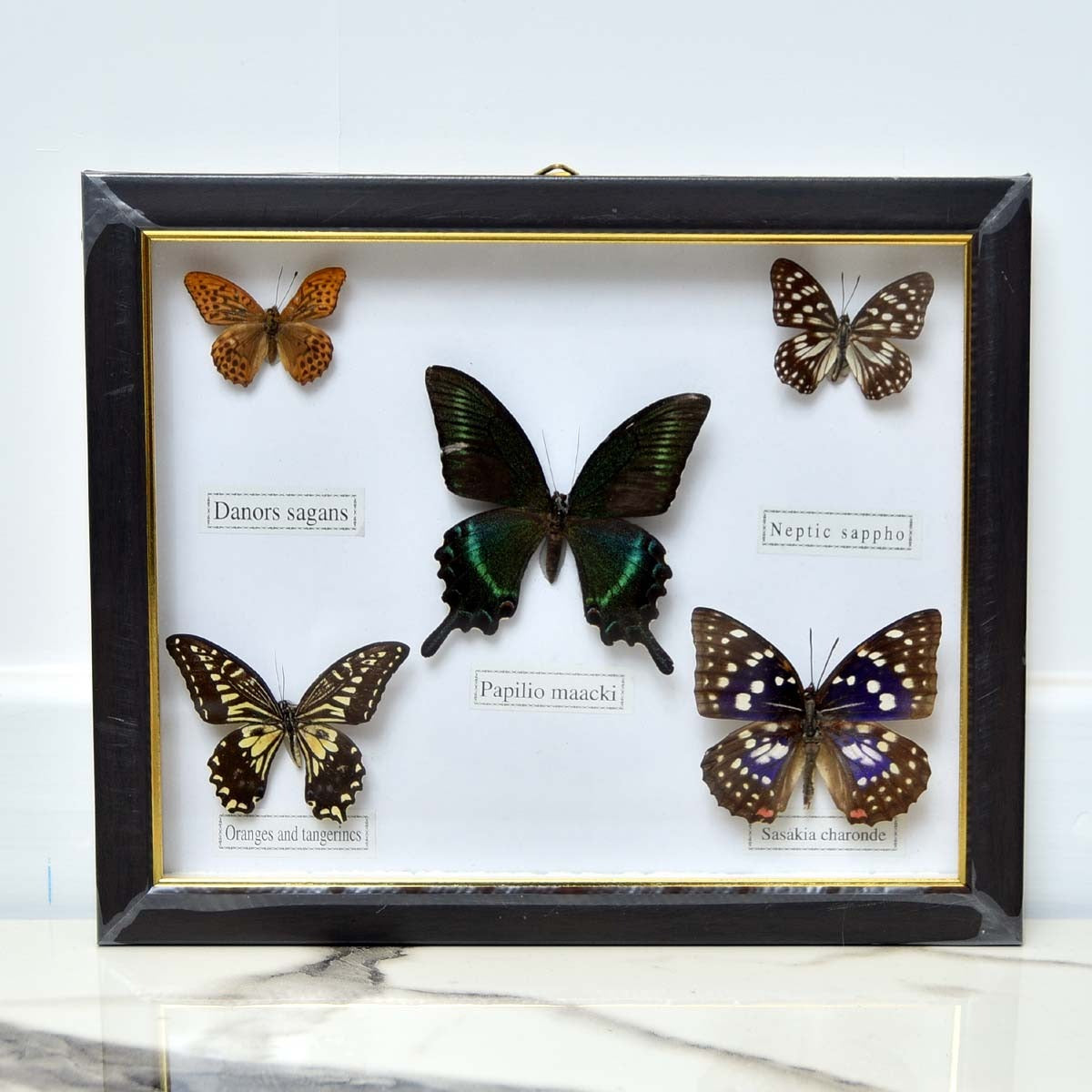 Multi Colour Butterflies Frame - waseeh.com