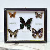 Multi Colour Butterflies Frame - waseeh.com