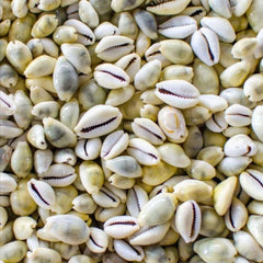 Sea Shell Decoration Packet - waseeh.com