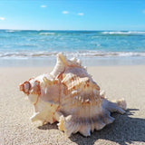 Sea Shell Decoration Packet - waseeh.com
