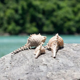 Sea Shell Decoration Packet - waseeh.com