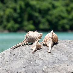 Sea Shell Decoration Packet - waseeh.com