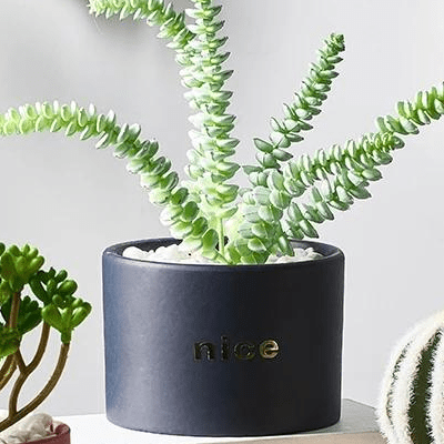 Hutch Pot Decor | Home Décor | Waseeh Pakistan