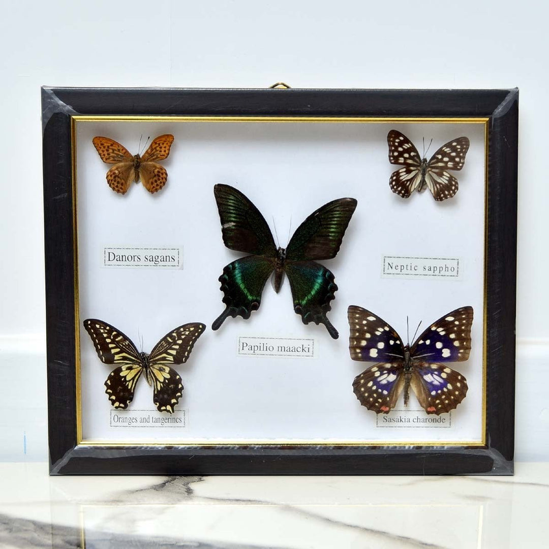 Multi Colour Butterflies Frame | Home Décor | Waseeh Pakistan