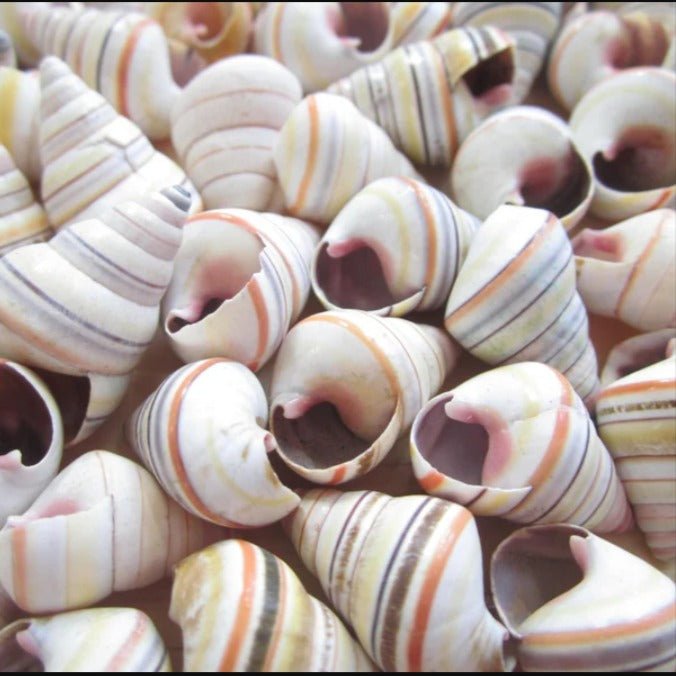 Sea Shell Decoration Packet | | Waseeh Pakistan