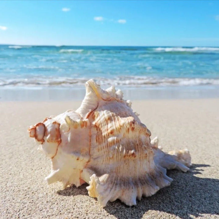 Sea Shell Decoration Packet | | Waseeh Pakistan